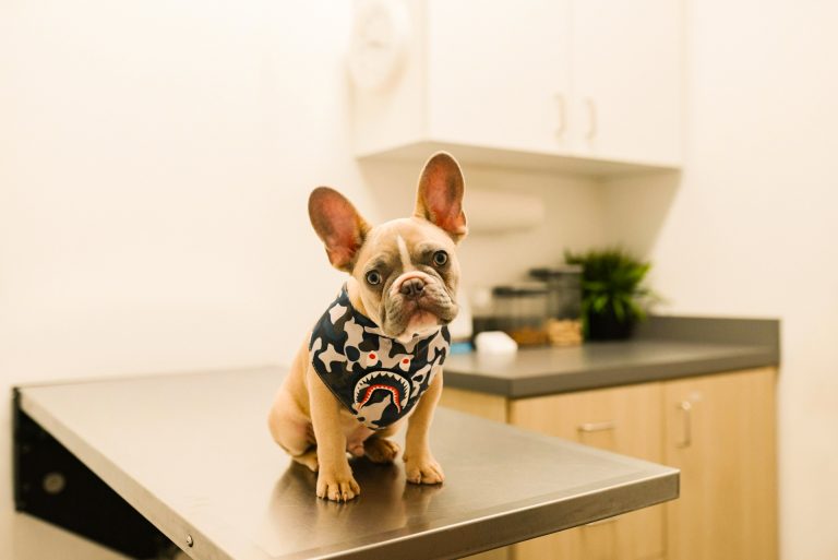 Small French Bulldog