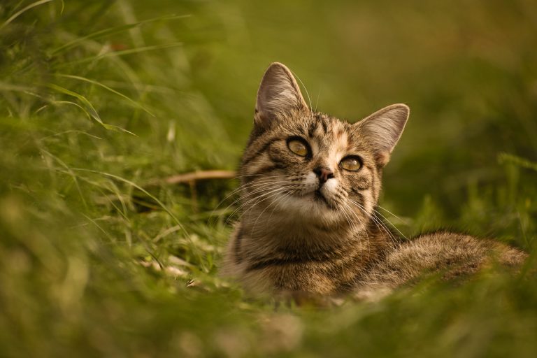Photo of a cat